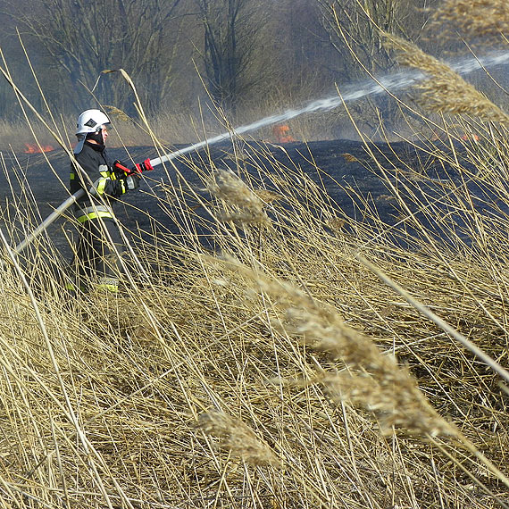 Pożar trzciny na żółcińskiej plaży