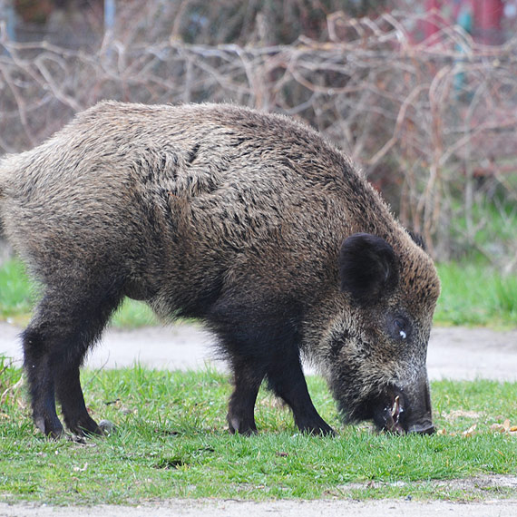 Dziki sia�y spustoszenie w Mi�dzyzdrojach. W�adze miasta powiedzia�y stop