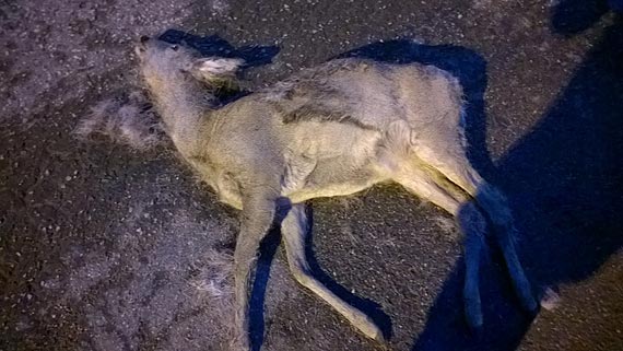 Czytelniczka: Chciałam jej pomóc