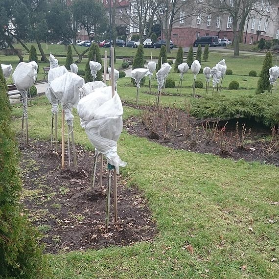 Zapomnieli odkryć krzewy