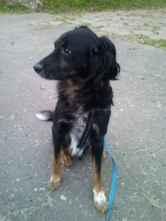 Buniewice: W nocy zagin�l pies Denis