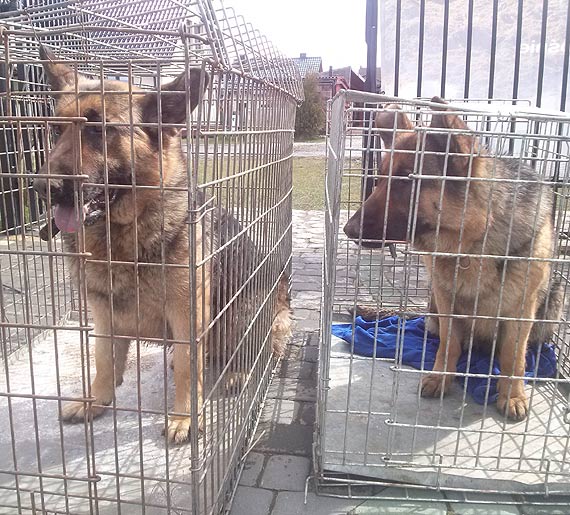 Szukamy w�a�ciciela dw�ch owczark�w niemieckich