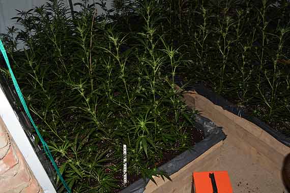 Zabezpieczone prawie 400 krzew�w konopi - policjanci zlikwidowali plantacj�