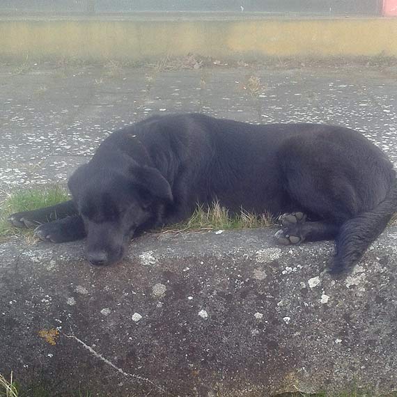 Czyj to piesek? Nasz Czytelnik liczy na Wasz� pomoc