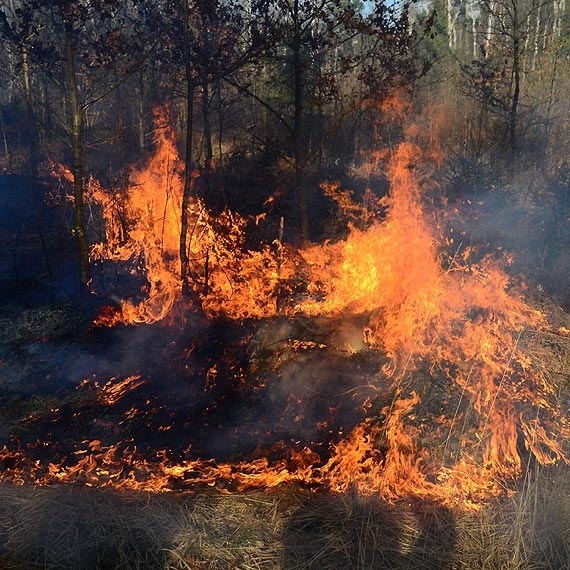 Po�ar obok gazoci�gu