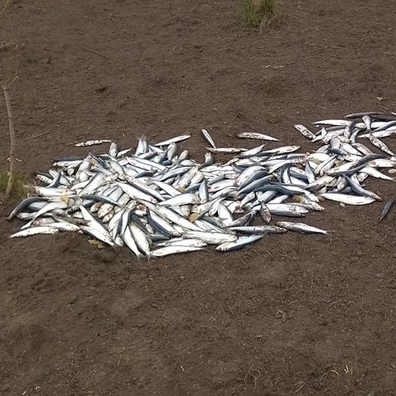 Czytelnik pyta, po co kto� wyrzuci� ryby