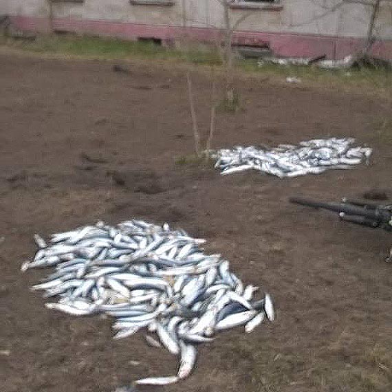 Czytelnik pyta, po co kto� wyrzuci� ryby