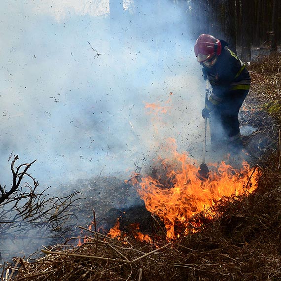 Sp�on��  hektar lasu nale��cy do Nadle�nictwa Mi�dzyzdroje