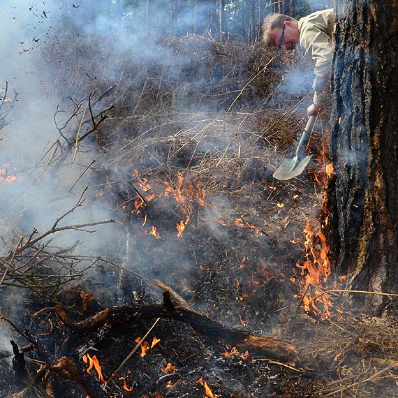 Sp�on��  hektar lasu nale��cy do Nadle�nictwa Mi�dzyzdroje