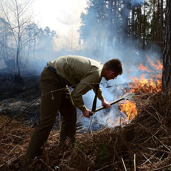 Sp�on��  hektar lasu nale��cy do Nadle�nictwa Mi�dzyzdroje