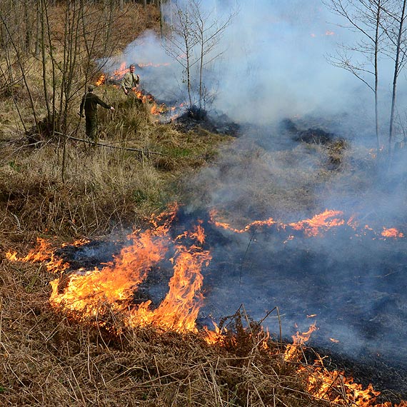 Sp�on��  hektar lasu nale��cy do Nadle�nictwa Mi�dzyzdroje