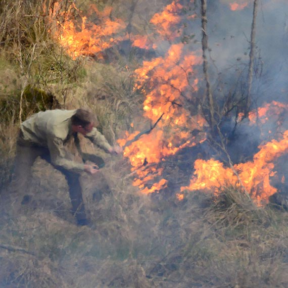 Sp�on��  hektar lasu nale��cy do Nadle�nictwa Mi�dzyzdroje