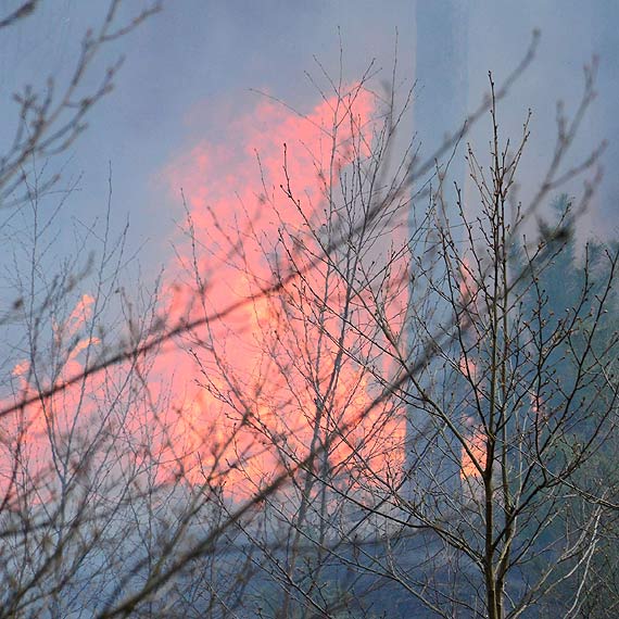 Po�ar poszycia le�nego w Dargob�dzu