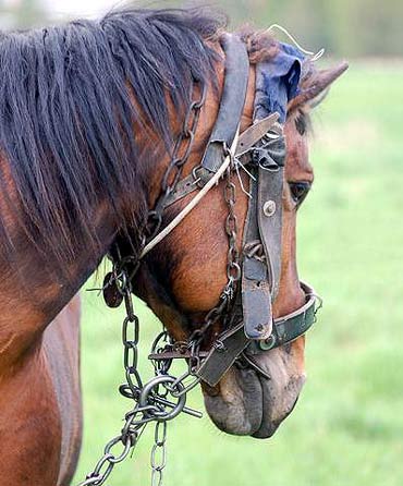 Prawie zam�czy� konia na �mier�