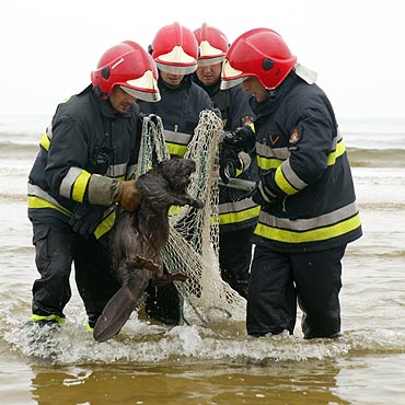 Stra�acy ratowali bobra p�ywaj�cego mi�dzy �ab�dziami