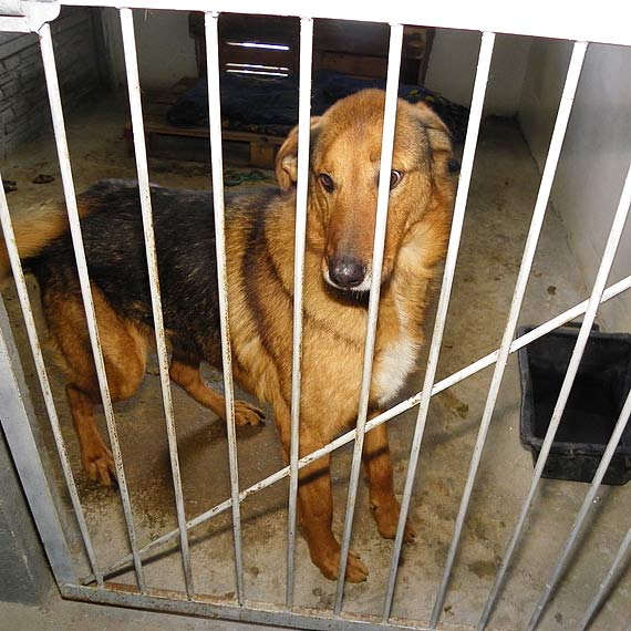 Schronisko w Sosnowicach liczy na g�osy w konkursie Krakvet! Do wygrania karma dla piesk�w! 