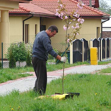 Kamień Pomorski: Wycięli drzewa, ale posadzą nowe