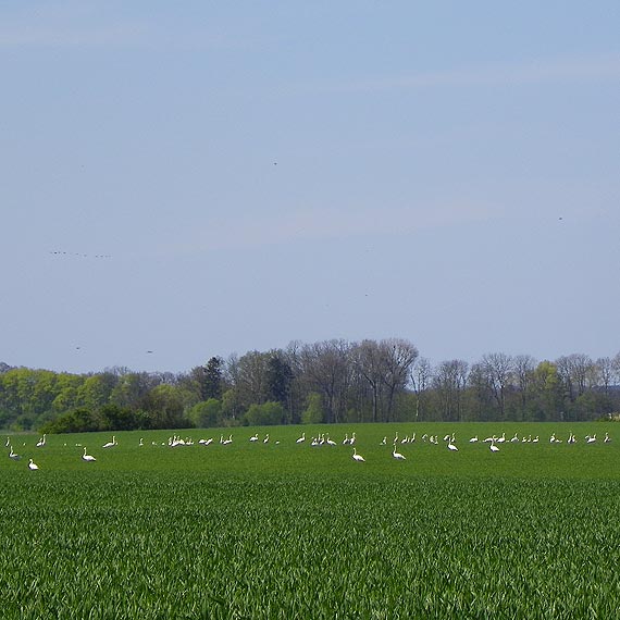 �ab�dzie niszcz� zasiewy