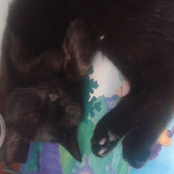 Zaginęła kotka Daisy. Właściciele proszą o pomoc