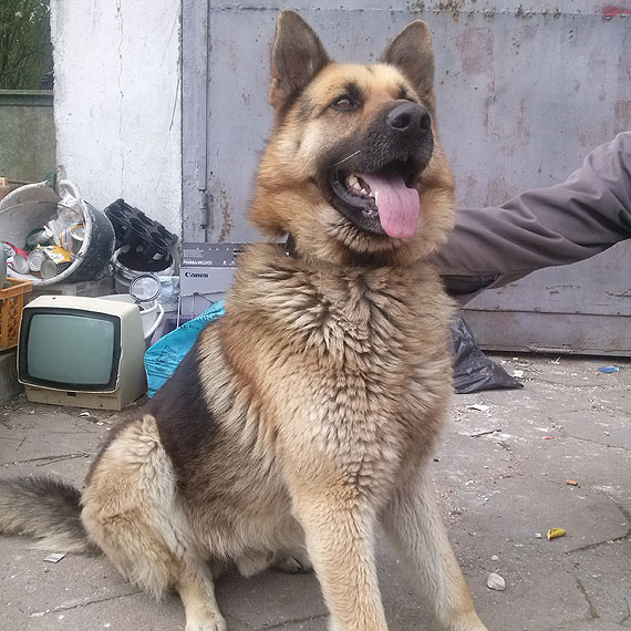 Owczarek niemiecki błąką się po Wolinie. Jesteś jego właścicielem? Zadzwoń do Urzędu Miejskiego