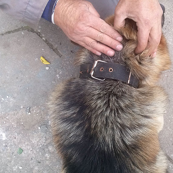 Owczarek niemiecki błąką się po Wolinie. Jesteś jego właścicielem? Zadzwoń do Urzędu Miejskiego