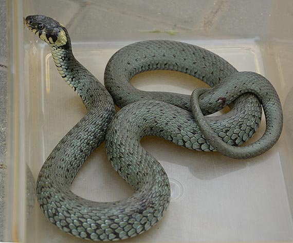 Halo, policja? W moim samochodzie jest metrowy wąż!