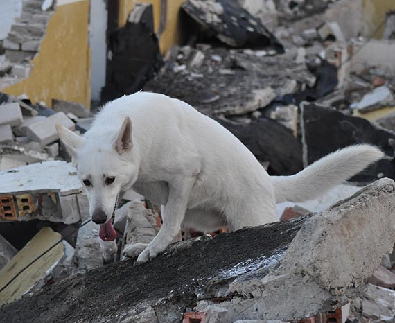 Policjantka Agnieszka i jej partnerka Brooklyn, to prawdziwy zesp� do zada� specjalnych!