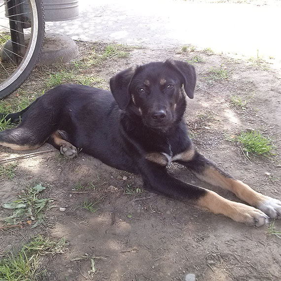 M�oda suczka szuka domu. Nie czekaj, tylko jak najszybciej przygarnij pieska