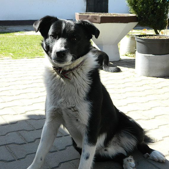 W okolicach Jarzys�awia zagin�� pies. W�a�ciciel prosi o pomoc