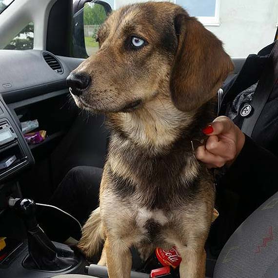 Porzucona sunia szuka domu. Pom� jej uwierzy� w ludzi!