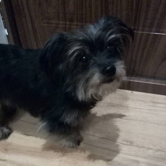 Ma�a i s�odka zguba. Chce wr�ci� do domu