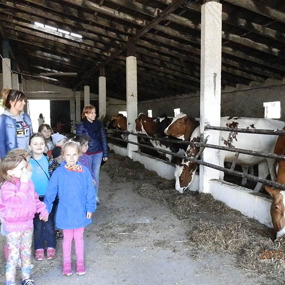 Przedszkolaki w gospodarstwie w Jarszewie
