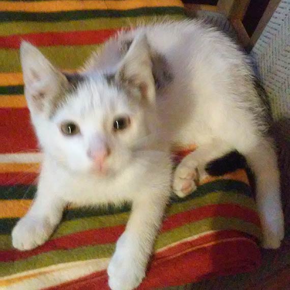 Ma�y kocurek i suczka szukaj� domu. Chcesz zosta� ich nowym w�a�cicielem? Zadzwo�  609�676�406