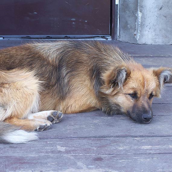 Ma�y kocurek i suczka szukaj� domu. Chcesz zosta� ich nowym w�a�cicielem? Zadzwo�  609�676�406