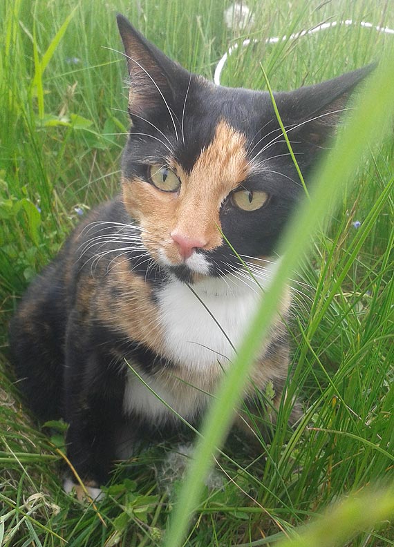 Czy kto� widzia� t� kotk�?