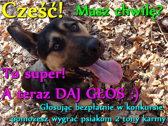 Pom� zape�ni� misk� bezdomnego psa - oddaj g�os w konkursie!!