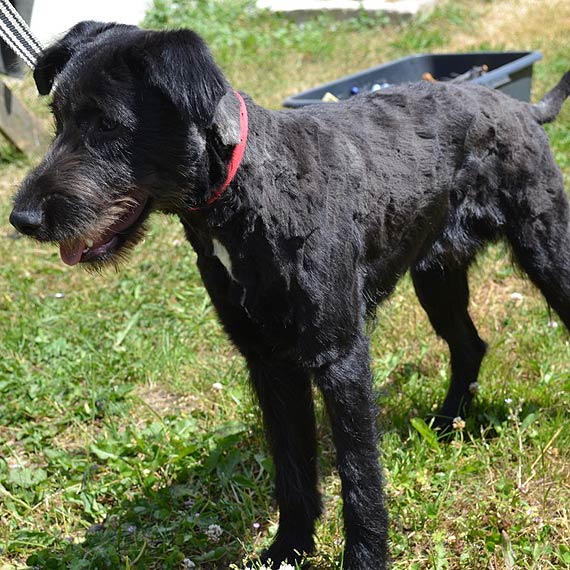 Piesek i ma�e koci�ta szukaj� domu. Zosta� ich nowym w�a�cicielem! 