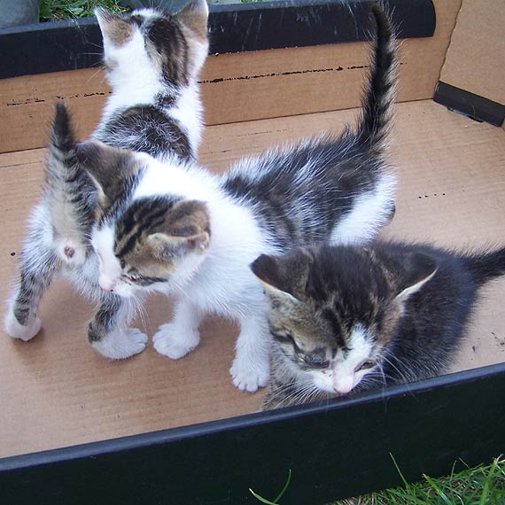 Piesek i ma�e koci�ta szukaj� domu. Zosta� ich nowym w�a�cicielem! 