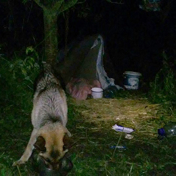 Dramatyczny apel o pomoc: ginie pies przywi�zany do drzewa w P�ocinie!!!