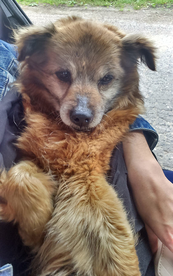 Kr�tka historia o cierpieniu, pomocy i poszukiwaniu sta�ego domu