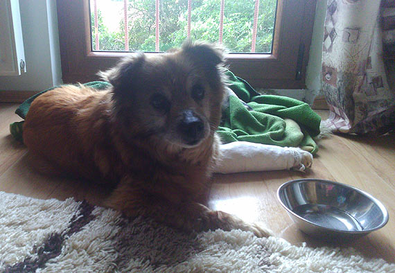 Kr�tka historia o cierpieniu, pomocy i poszukiwaniu sta�ego domu