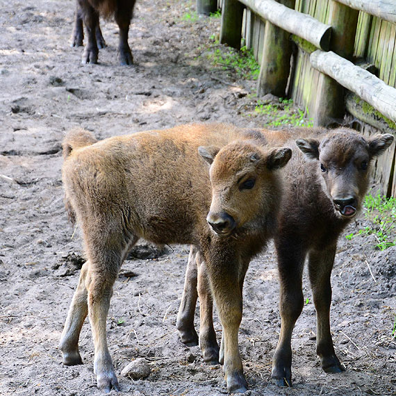 Konkurs Woli�skiego Parku Narodowego. Wybierz imi� dla ma�ych �ubr�w i zgarnij nagrody!
