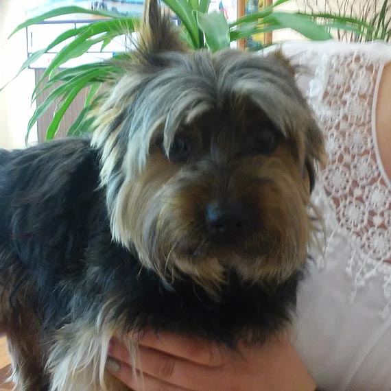 Zaginiony pies czeka na w�a�ciciela w Urz�dzie Mejskim