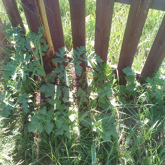 Czytelnik: Silnie toksyczny barszcz sosnowskiego na placu zabaw! Tragedia wisi w powietrzu