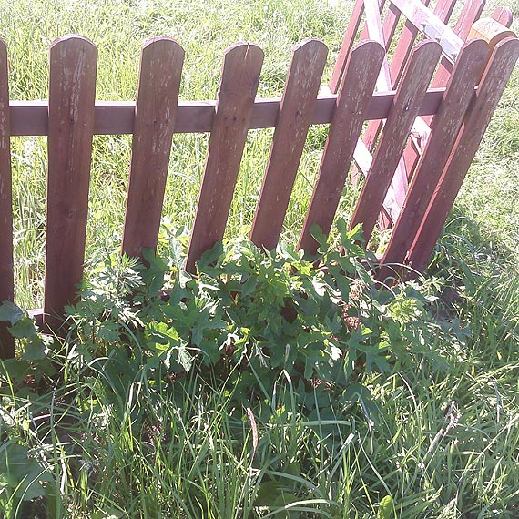 Czytelnik: Silnie toksyczny barszcz sosnowskiego na placu zabaw! Tragedia wisi w powietrzu