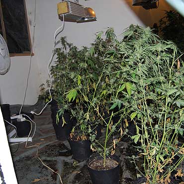 Zlikwidowano plantacj� marihuany