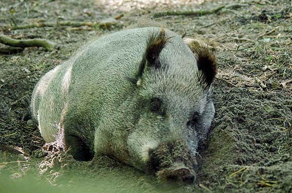 Preparat odstraszaj�cy dziki