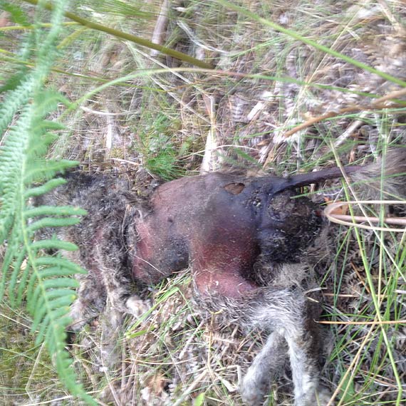 Zwyrodnialcy zakatowali kota! Uwa�ajcie na swoje zwierzaki!