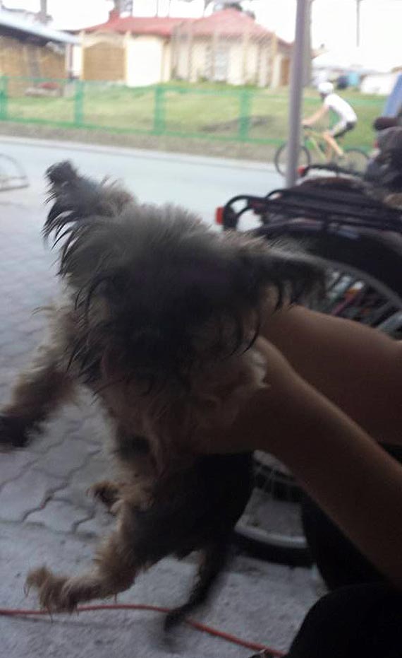 Ma�y york szuka swoich w�a�cicieli