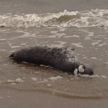 Ba�tyk wyrzuci� martw� fok�